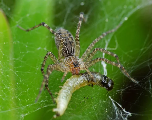 Dieta Una Araña Depende Tipo Las Arañas Creadoras Sitios Web Fotos de stock libres de derechos