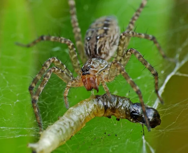 Dieta Una Araña Depende Tipo Las Arañas Creadoras Sitios Web Imágenes de stock libres de derechos