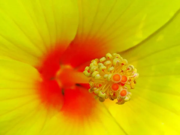 ハイビスカス Hibiscus オオムギ科の開花植物の属です この属は非常に大きく 世界中の暖かい温帯 亜熱帯 熱帯地域に自生する数百種で構成されています — ストック写真