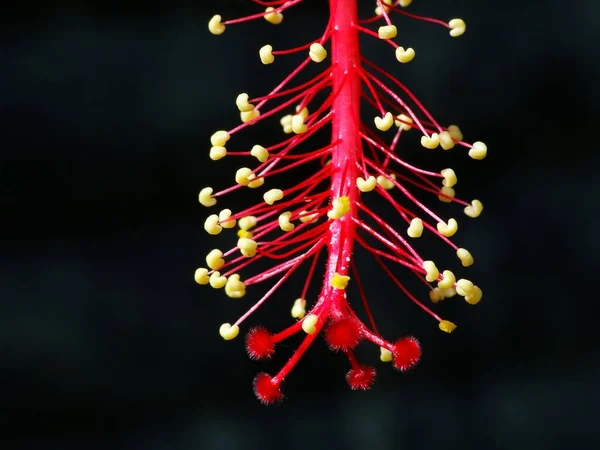 Hibiscus Género Plantas Con Flores Perteneciente Familia Mallow Género Bastante — Foto de Stock