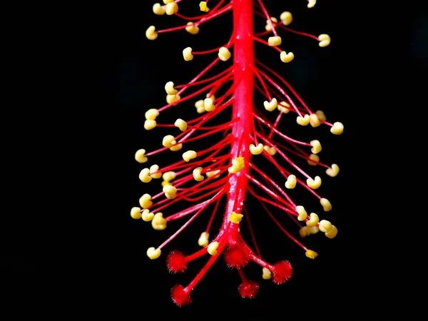 Hibiscus Род Цветущих Растений Семейства Mallow Род Довольно Большой Состоит — стоковое фото