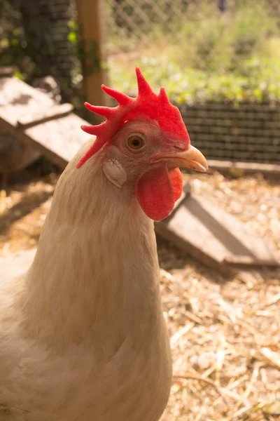 Nahaufnahme Bild von Henne ein leghorn, weißes Huhn — Stockfoto