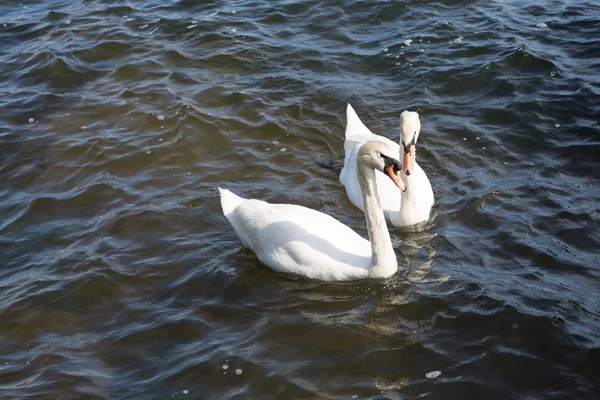 Dos cisnes nadan en el lago. — Foto de Stock