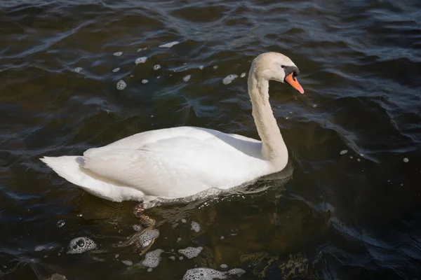 Cisne en el agua azul del lago en el día soleado, cisnes en el estanque, serie de la naturaleza —  Fotos de Stock