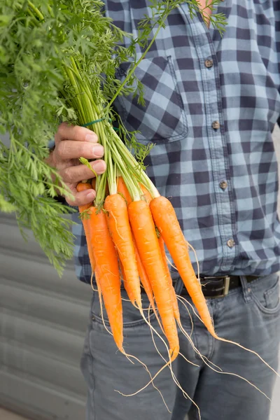 Verdure biologiche. Cibo sano. Carote biologiche fresche nelle mani degli agricoltori — Foto Stock
