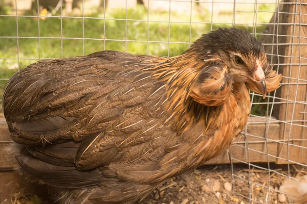 Szürke araucana csirke egy gazdaság előtt — Stock Fotó