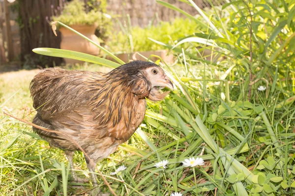 Egg-laying hens in the yard in the summer at countryside — Stock Photo, Image