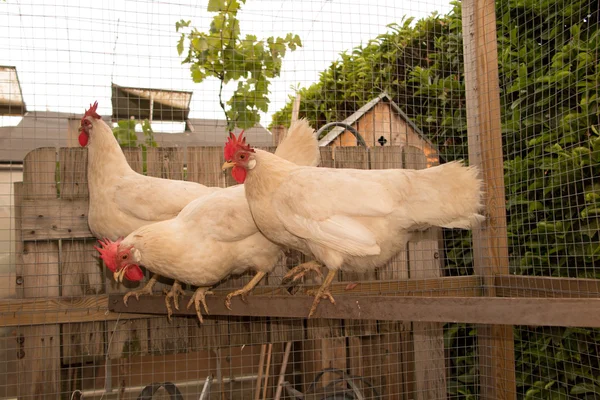 As galinhas brancas felizes que estão perto da porta do galinheiro — Fotografia de Stock