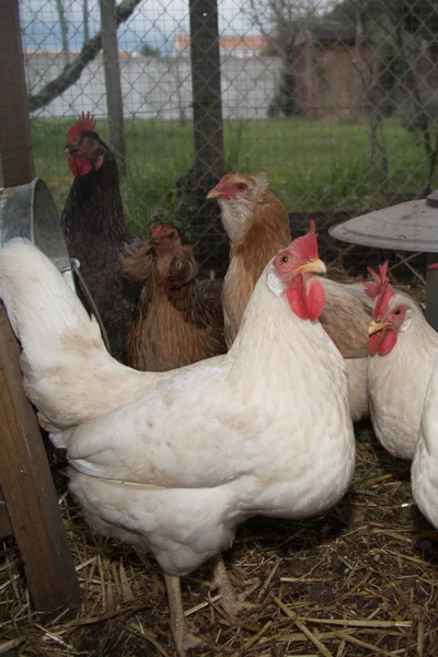 Manger des poules près de poulailler poules heureuses dans le poulailler — Photo