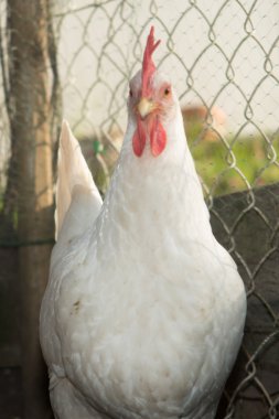 Çalışan tavuk ve tavuk evin yanındaki güzel beyaz tavuk