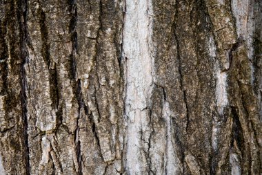 Ağaç - tasarımcı için ahşap arka plan doku