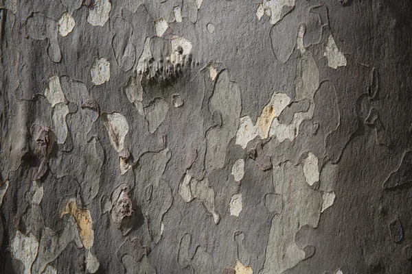 Textura de corteza en el parque natural. textura del árbol — Foto de Stock