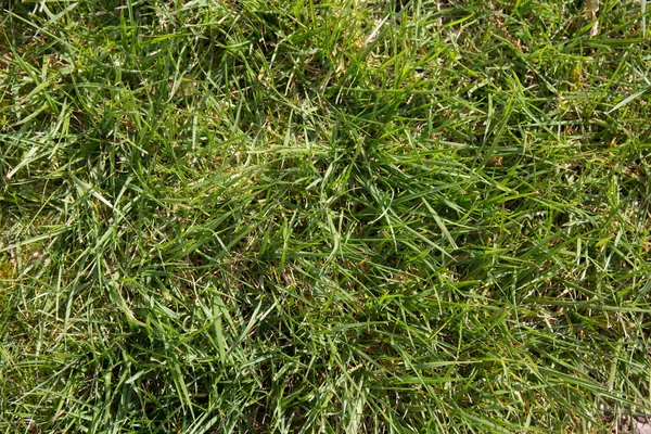 Green grass background, nature texture for designer — Stock Photo, Image