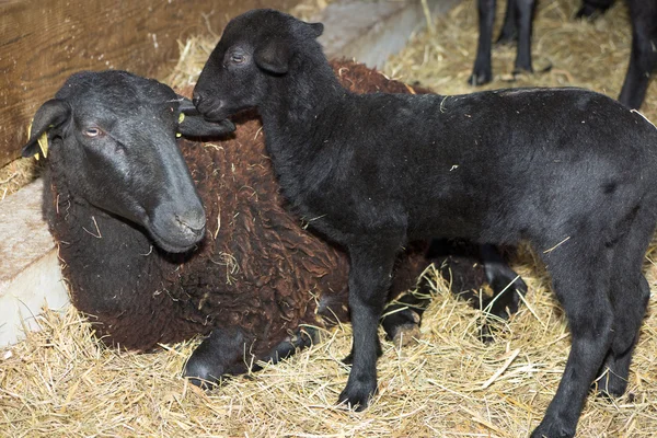 Черный ягненок стоит на черной матери овцы, которая лежит на ферме — стоковое фото