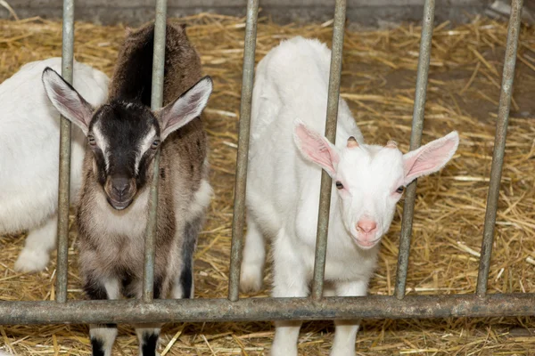 Young Goat in the farm Royalty Free Stock Photos