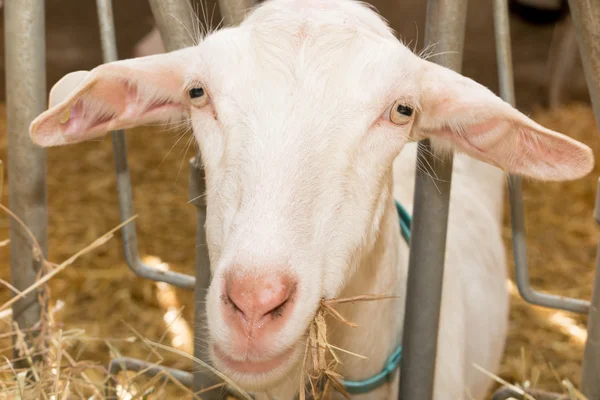 Capre bianche in un'azienda agricola con paglia sullo sfondo — Foto Stock