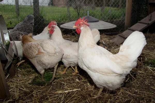 Galinhas em galinheiro ou numa casa de galinhas — Fotografia de Stock