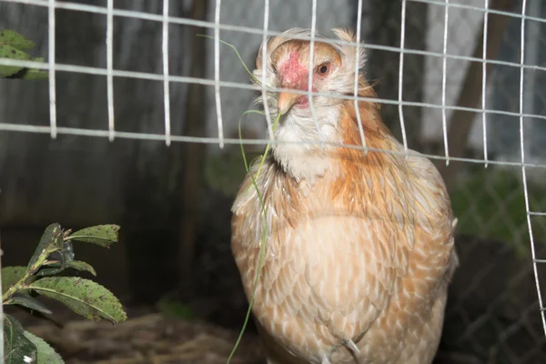 Happy poule brune debout près de la clôture (Araucana  ) — Photo