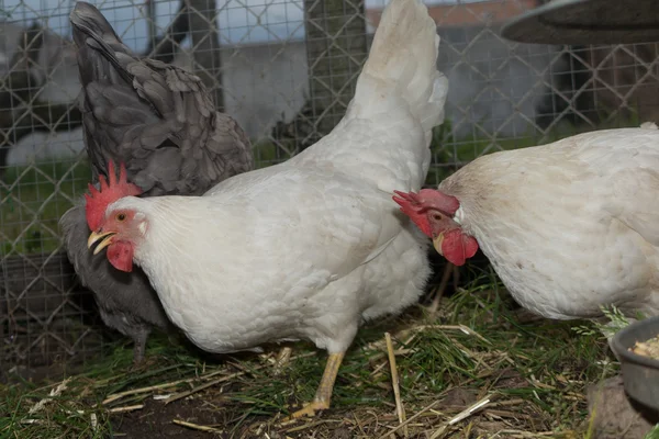 White hens standing near coop in the farm