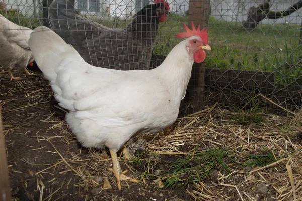Glückliche weiße Henne (leghorn) steht in der Nähe der Stalltür — Stockfoto