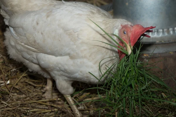 Poulets domestiques mangeant des céréales et de l'herbe à la ferme — Photo