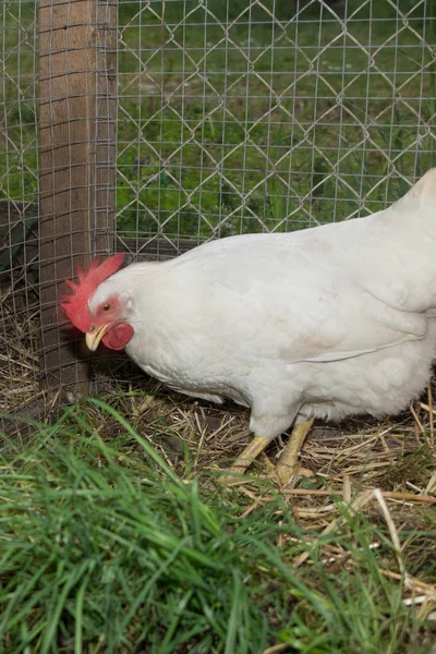 Poule blanche heureuse ou poulet nourrit l'herbe (leghorn ) — Photo