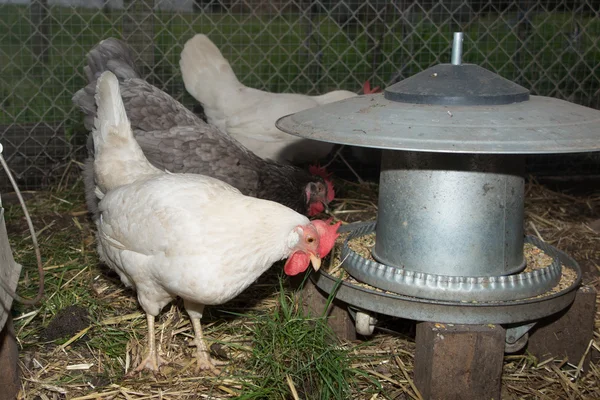 Happy Free Range água potável de frango no quintal — Fotografia de Stock