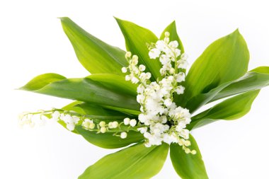 Vadinin güzel zambakları bembeyaz 