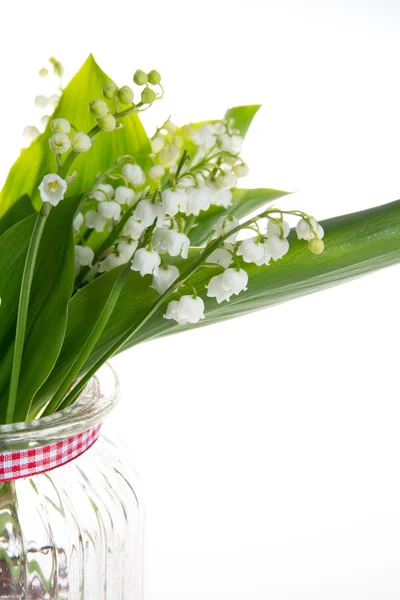 Lily van de vallei geïsoleerd op witte achtergrond — Stockfoto