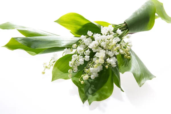 Takjes Lily of the valley geïsoleerd op witte achtergrond — Stockfoto