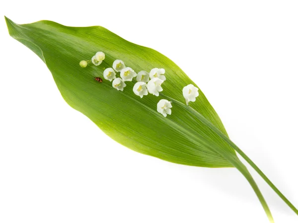 La coccinelle se glisse sur une fleur de lis de la vallée — Photo