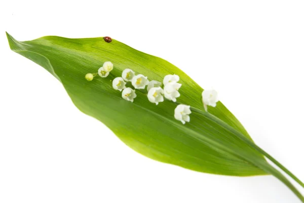 Het lieveheersbeestje kruipt op een bloem van een lelietje-van-dalen — Stockfoto