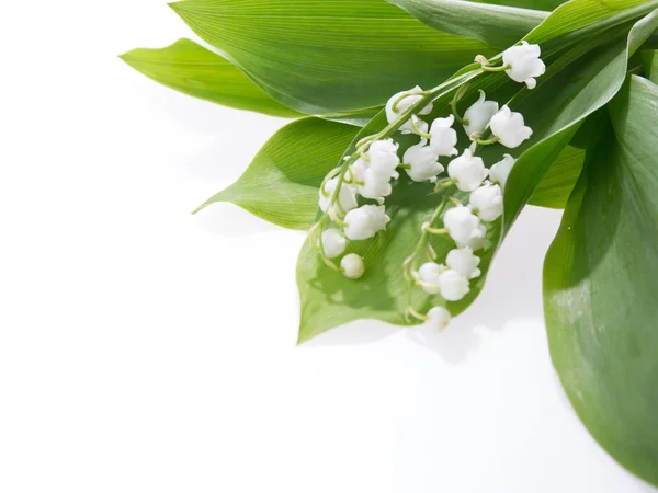 Lily of the valley isolated on white background — Stock Photo, Image