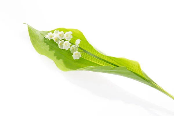 Mooie Lily of the valley geïsoleerd op witte achtergrond — Stockfoto