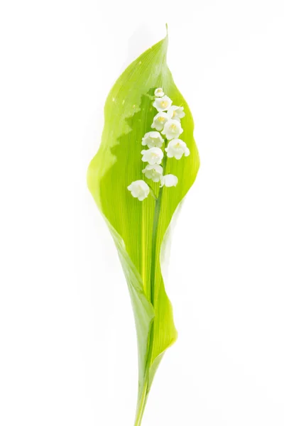 Piękny Lily of the valley na białym tle — Zdjęcie stockowe