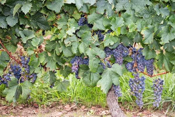 Röda druvor med gröna blad på vinstocken. — Stockfoto