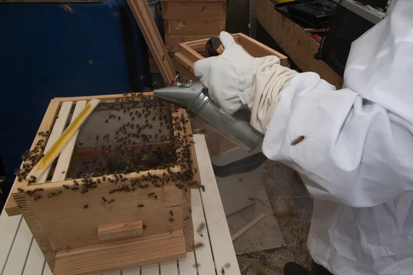 Пчелы кишат в улье, пока пчеловод заботится — стоковое фото
