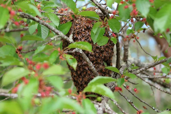 Над деревом висит рой медоносных пчел. — стоковое фото