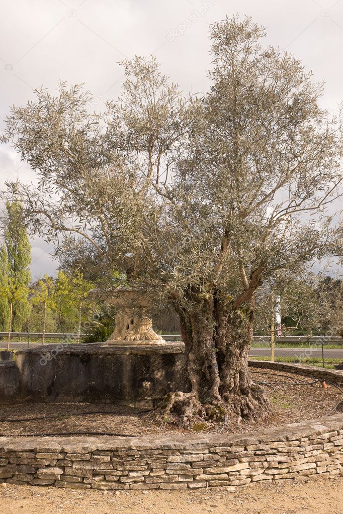 Beautiful Old Tree Centennial Olive Trunk In A Garden Stock