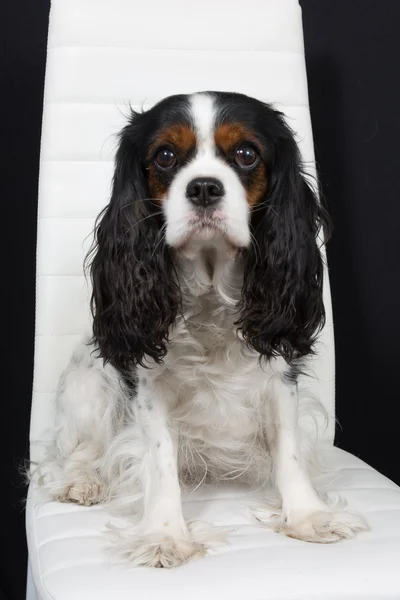 ドッグショーでポーズ美しいキャバリア ・ キング ・ チャールズ ・ スパニエル犬 — ストック写真