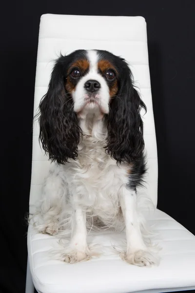 素敵なキャバリア ・ キング ・ チャールズ ・ スパニエル犬のポーズ — ストック写真