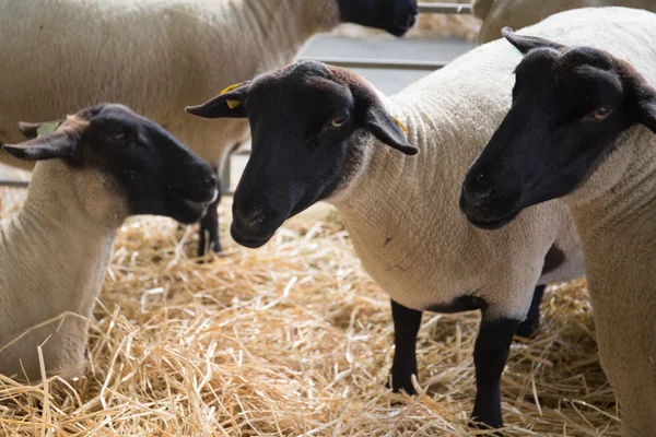 Ovce Suffolk s matkou ovcí na farmě — Stock fotografie