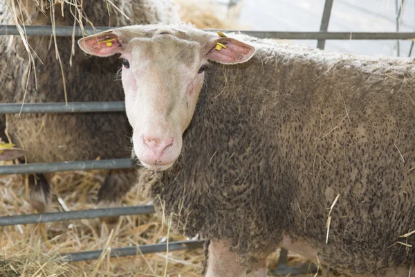 Портрет белой козы, позирующей на ферме — стоковое фото