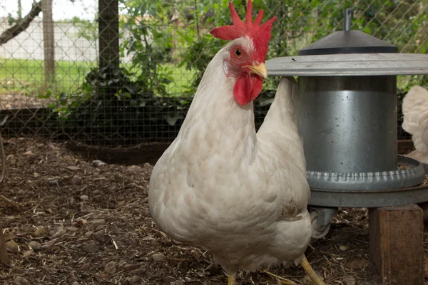 Galinhas muito agradáveis na casa das galinhas fora (leghorn  ) — Fotografia de Stock