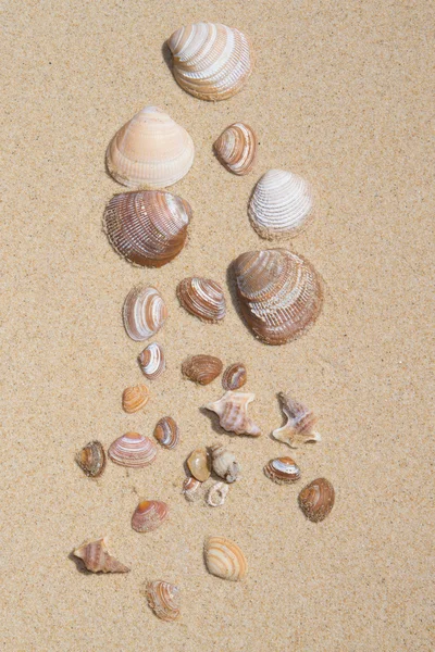 Conchas de mar con arena como fondo para el diseñador — Foto de Stock