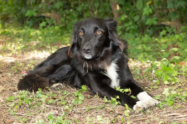 Beautiful gentle Border Collie lying down the grass outside — Stock Photo, Image