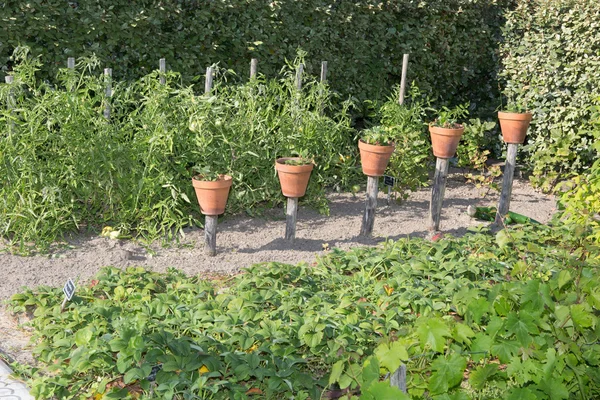 Diverse piante in vasi di fiori / piantagioni / piante — Foto Stock