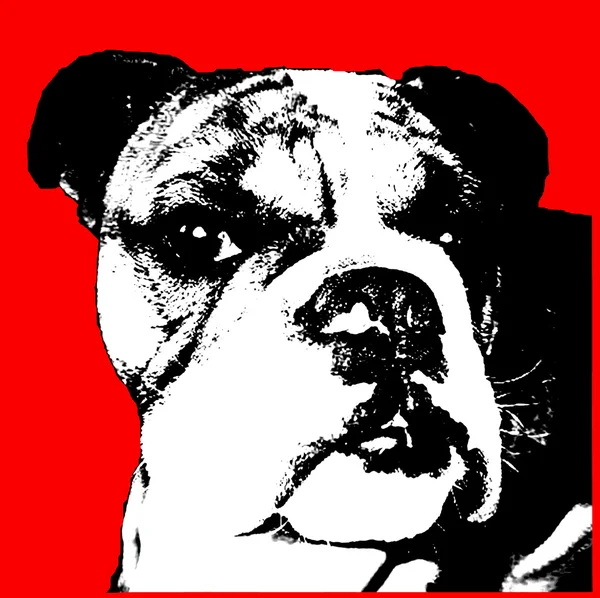 Head shot of beautiful Bulldog breed dog pop art — Stock Photo, Image