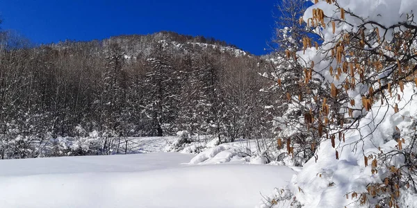 冬の山と白い雪の風景森林松の木 — ストック写真