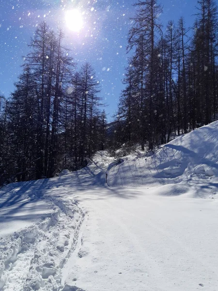 クリスマスの背景のための太陽と山の中で雪と冬の白い松の森 — ストック写真